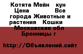 Котята Мейн - кун › Цена ­ 19 000 - Все города Животные и растения » Кошки   . Московская обл.,Бронницы г.